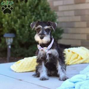 Kallie, Miniature Schnauzer Puppy